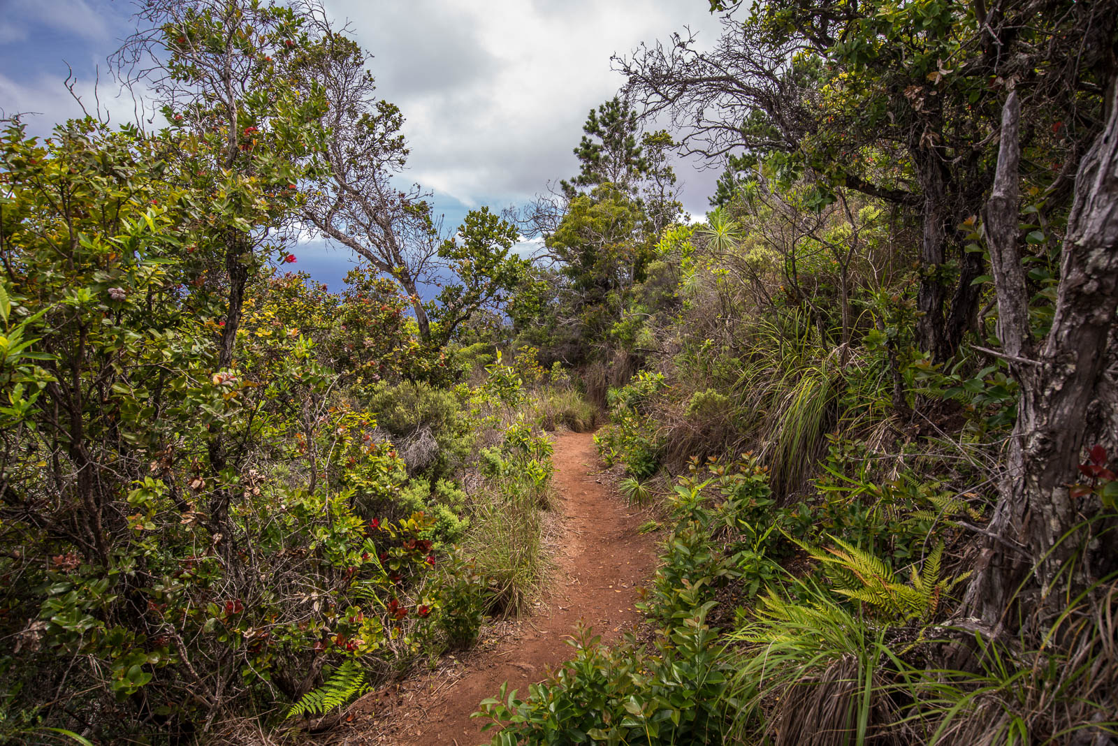 Nualolo shurbs and trees trail