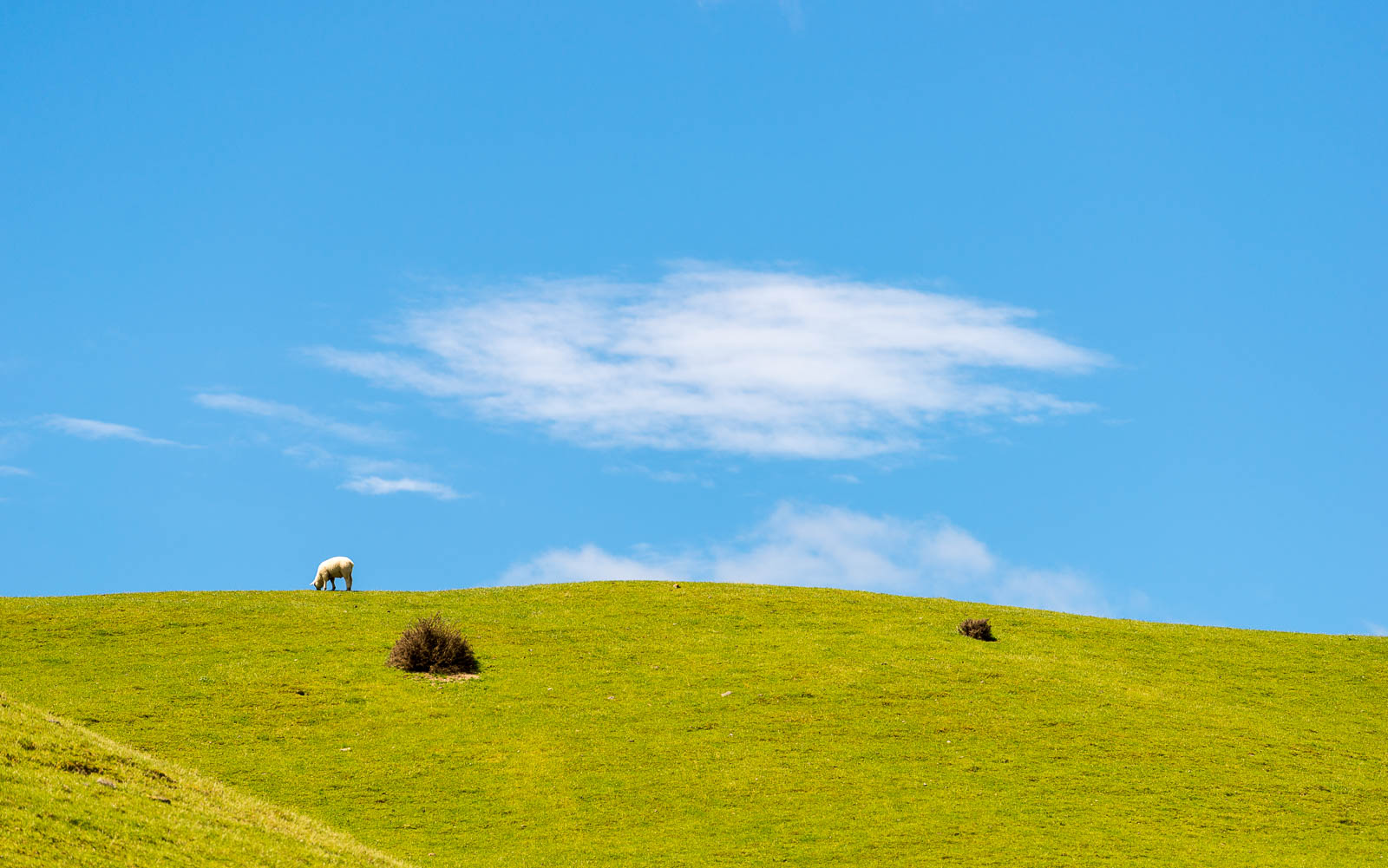 Stanley Brook sheep Takaka