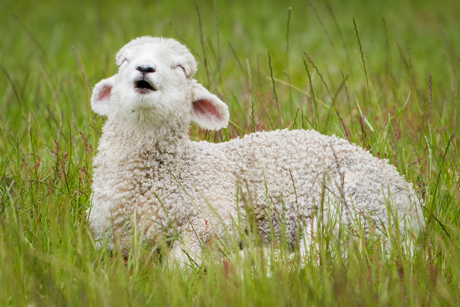 Wanaka Mt. Aspiring Road lamb New Zealand sheep