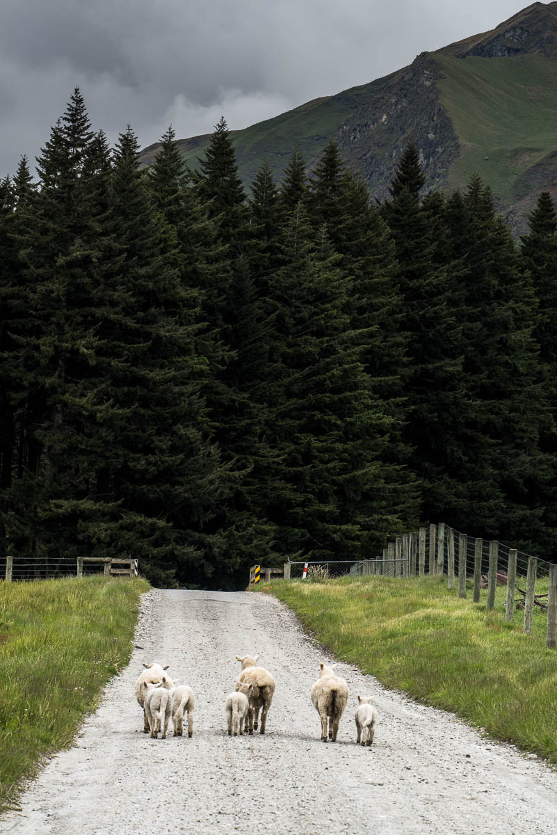Wanaka Mt. Aspiring Road sheep lamb