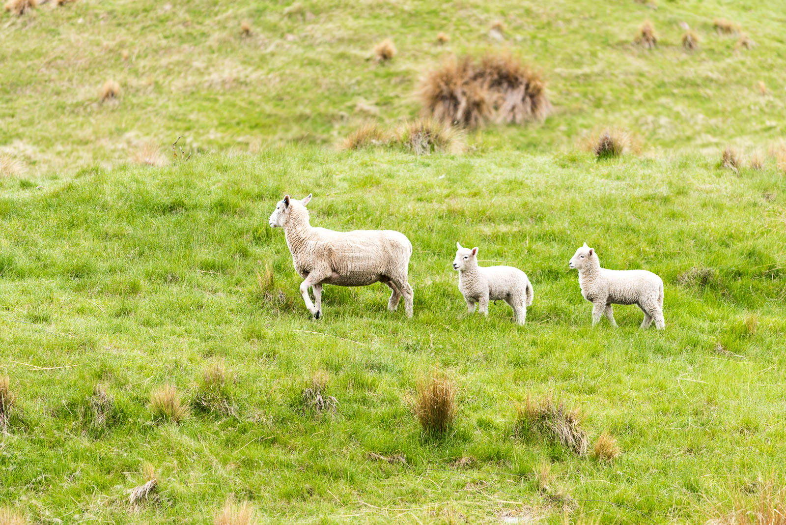 lake pukaki sheep lamb