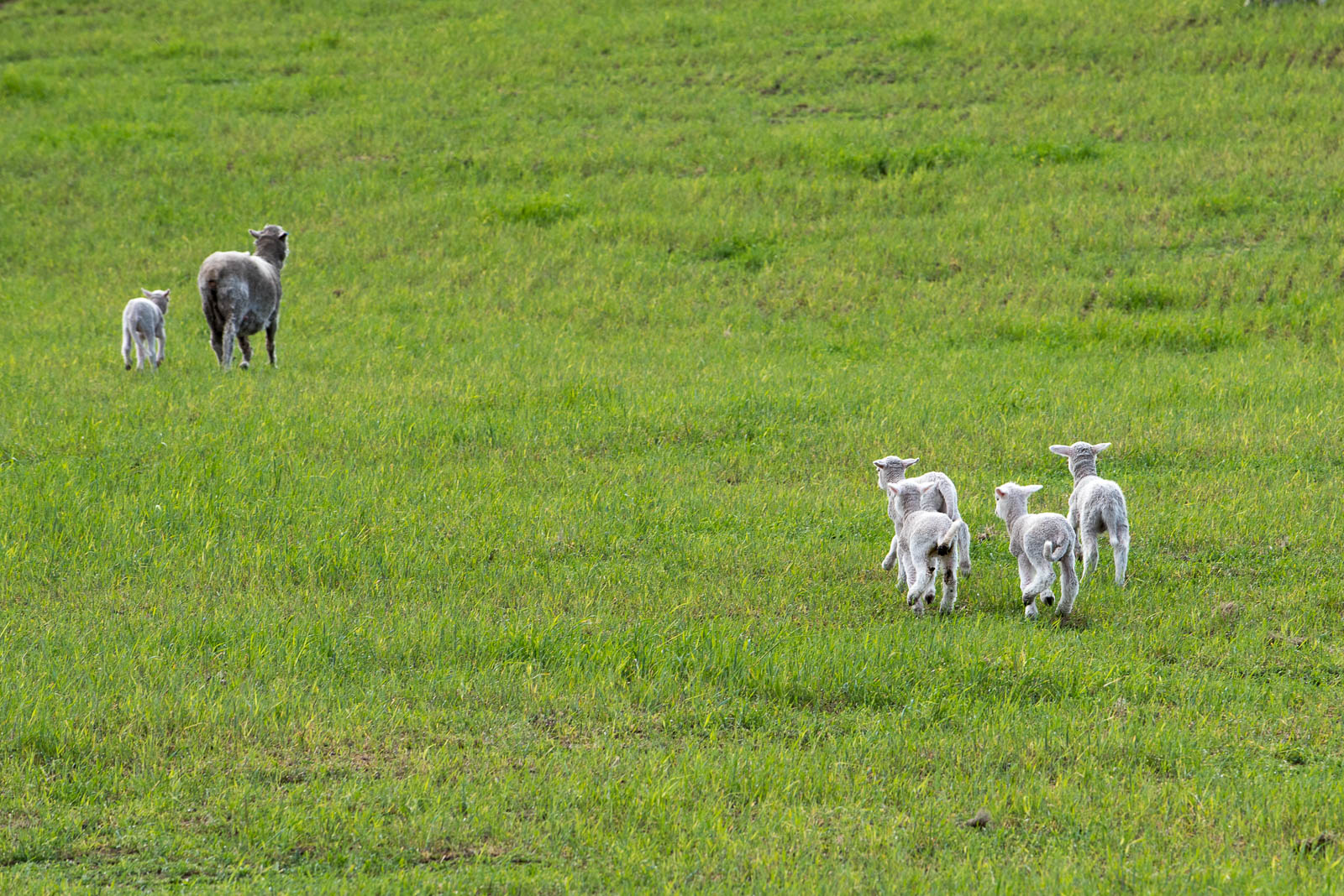 new zealand sheep lambs
