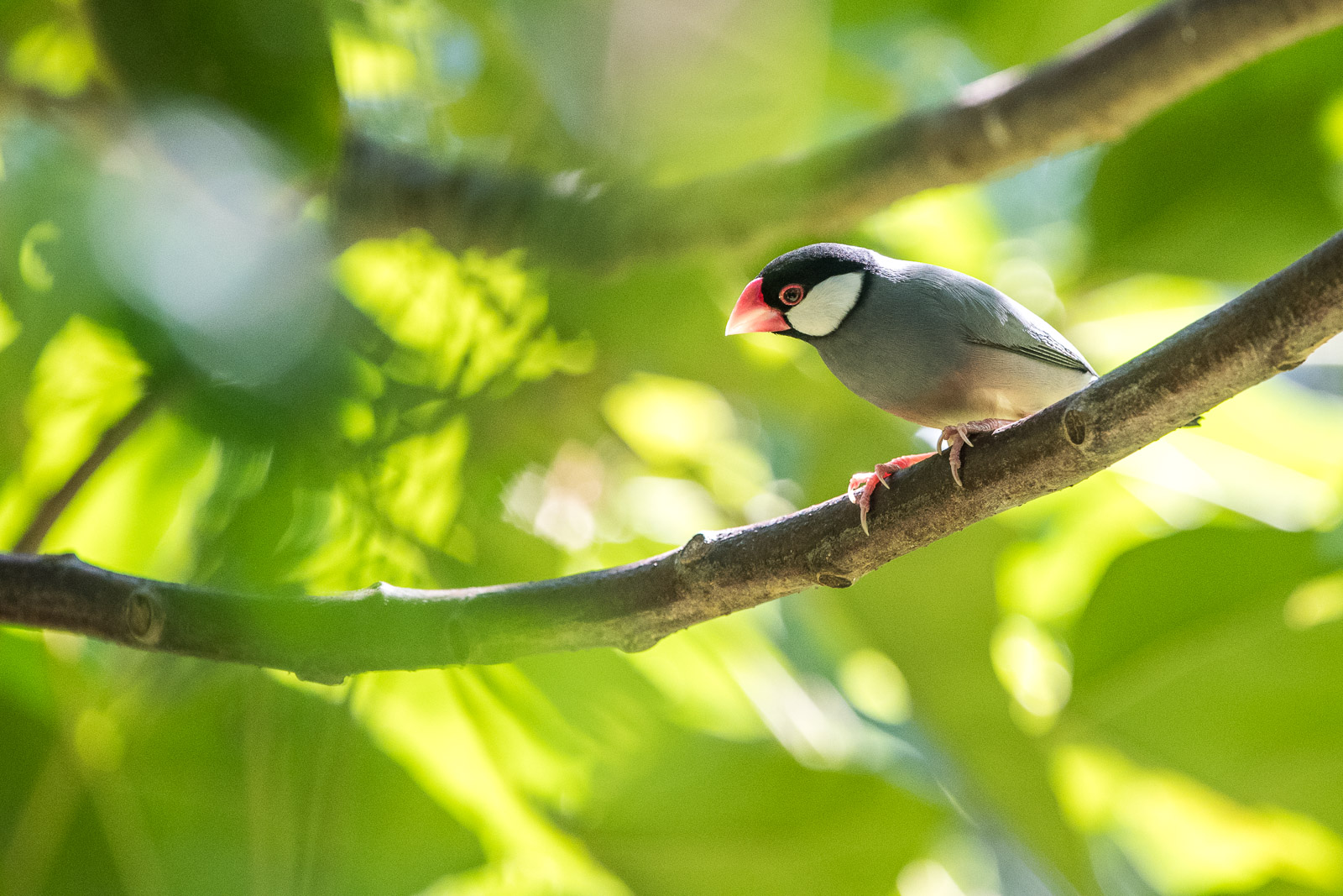 Java Sparrow, Maui, HI